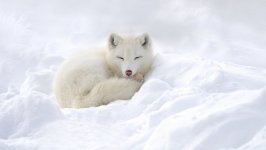 Desktop wallpaper. Animals. ID:95031