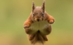 Desktop wallpaper. Animals. ID:94923