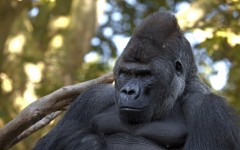 Desktop wallpaper. Animals. ID:62863