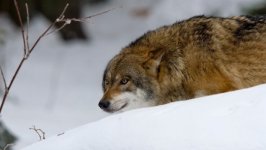 Desktop wallpaper. Animals. ID:94922