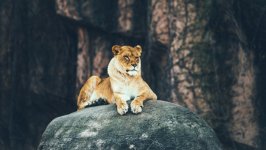 Desktop wallpaper. Animals. ID:94921
