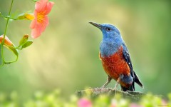 Desktop wallpaper. Animals. ID:64994