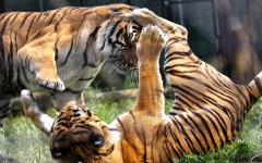 Desktop wallpaper. Animals. ID:65006
