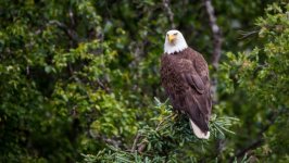 Desktop wallpaper. Animals. ID:94849