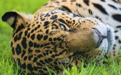 Desktop wallpaper. Animals. ID:65009