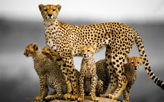 Desktop wallpaper. Animals. ID:65011