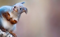 Desktop wallpaper. Animals. ID:65012