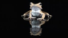 Desktop wallpaper. Animals. ID:94819