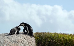 Desktop wallpaper. Animals. ID:65015