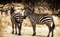 Desktop wallpaper. Animals. ID:65016
