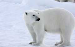 Desktop wallpaper. Animals. ID:65018