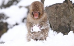 Desktop wallpaper. Animals. ID:65019