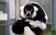 Desktop wallpaper. Animals. ID:65020