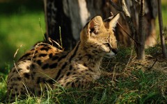 Desktop wallpaper. Animals. ID:65021