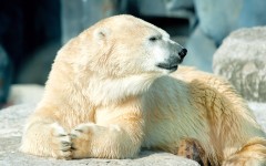 Desktop wallpaper. Animals. ID:65022
