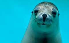 Desktop wallpaper. Animals. ID:65049