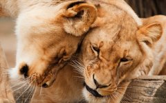Desktop wallpaper. Animals. ID:94780