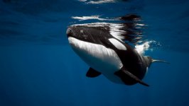 Desktop wallpaper. Animals. ID:94755