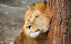 Desktop wallpaper. Animals. ID:94753