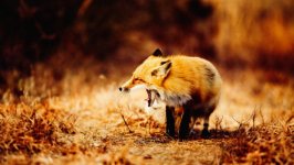Desktop wallpaper. Animals. ID:94705