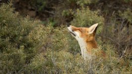 Desktop wallpaper. Animals. ID:94646