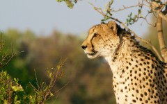 Desktop wallpaper. Animals. ID:94566