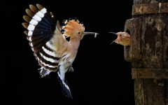Desktop wallpaper. Animals. ID:65188