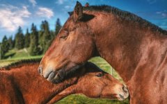 Desktop wallpaper. Animals. ID:94531