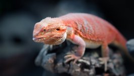 Desktop wallpaper. Animals. ID:94516