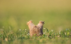 Desktop wallpaper. Animals. ID:65216