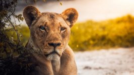 Desktop wallpaper. Animals. ID:94505