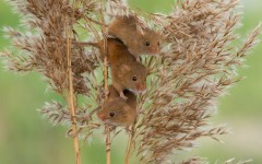 Desktop wallpaper. Animals. ID:65233