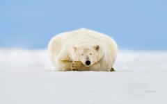 Desktop wallpaper. Animals. ID:65255