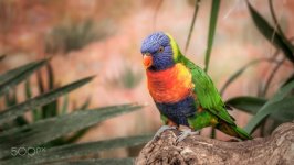 Desktop wallpaper. Animals. ID:94461