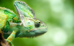 Desktop wallpaper. Animals. ID:65264