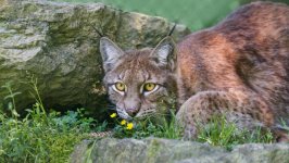 Desktop wallpaper. Animals. ID:94457