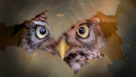 Desktop wallpaper. Animals. ID:94427