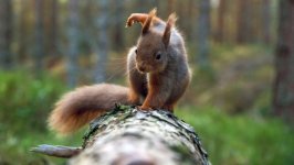Desktop wallpaper. Animals. ID:94456