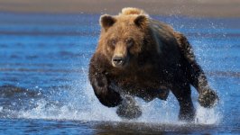 Desktop wallpaper. Animals. ID:94421