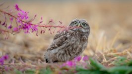 Desktop wallpaper. Animals. ID:94428