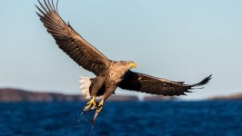 Desktop wallpaper. Animals. ID:94391