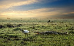 Desktop wallpaper. Animals. ID:65329