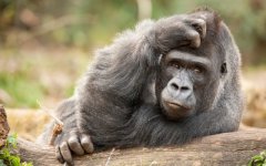 Desktop wallpaper. Animals. ID:94333