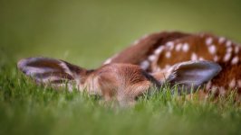 Desktop wallpaper. Animals. ID:94242