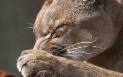 Desktop wallpaper. Animals. ID:94231