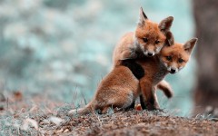 Desktop wallpaper. Animals. ID:65399
