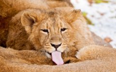 Desktop wallpaper. Animals. ID:94207