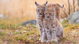 Desktop wallpaper. Animals. ID:94197