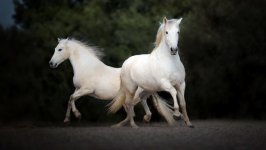 Desktop wallpaper. Animals. ID:94155