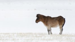 Desktop wallpaper. Animals. ID:94137